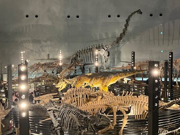 福井県立恐竜博物館に投稿された画像（2024/4/11）