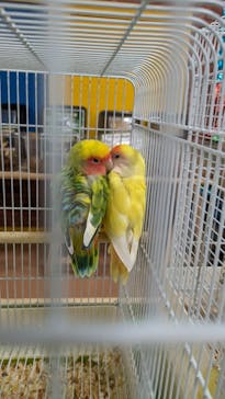 いきもの探検隊上尾に投稿された画像（2024/4/11）