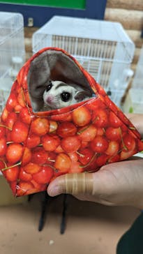 いきもの探検隊上尾に投稿された画像（2024/4/11）