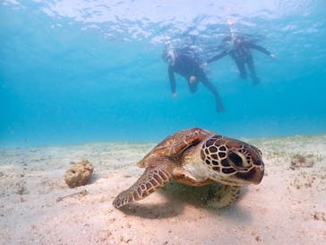 初心者専門宮古島シュノーケリングツアーに投稿された画像（2024/4/12）