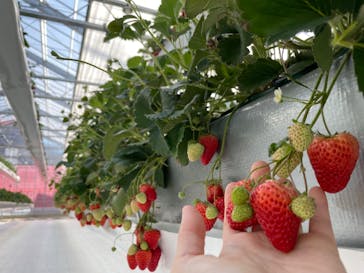 空飛ぶいちご東京に投稿された画像（2024/4/12）