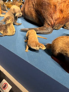 特別展「大哺乳類展３－わけてつなげて大行進」に投稿された画像（2024/4/12）