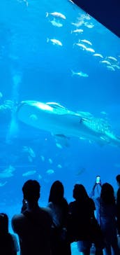 沖縄美ら海水族館に投稿された画像（2024/4/12）