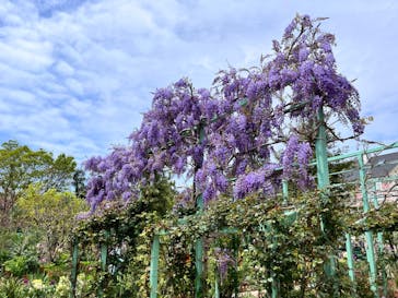 浜名湖花博2024に投稿された画像（2024/4/12）
