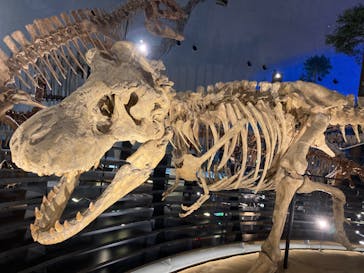 福井県立恐竜博物館に投稿された画像（2024/4/12）