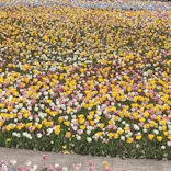 ぎふワールド・ローズガーデンに投稿された画像（2024/4/12）