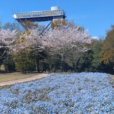 ぎふワールド・ローズガーデンに投稿された画像（2024/4/12）