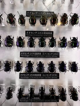 特別展「大哺乳類展３－わけてつなげて大行進」に投稿された画像（2024/4/12）