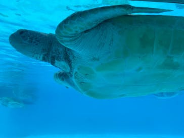 沖縄美ら海水族館に投稿された画像（2024/4/12）