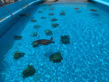 沖縄美ら海水族館に投稿された画像（2024/4/12）