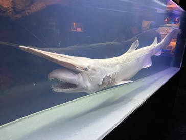 沖縄美ら海水族館に投稿された画像（2024/4/12）