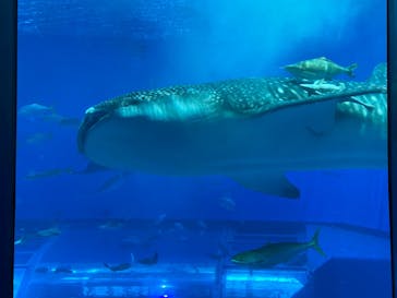 沖縄美ら海水族館に投稿された画像（2024/4/12）