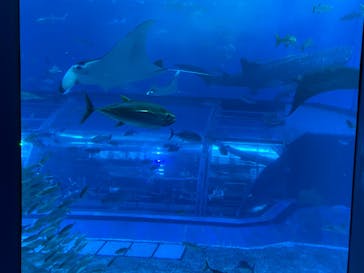 沖縄美ら海水族館に投稿された画像（2024/4/12）