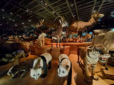 国立科学博物館に投稿された画像（2024/4/12）