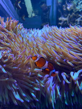 DMMかりゆし水族館に投稿された画像（2024/4/13）