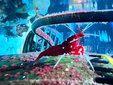 DMMかりゆし水族館に投稿された画像（2024/4/13）