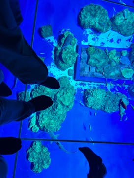 DMMかりゆし水族館に投稿された画像（2024/4/13）