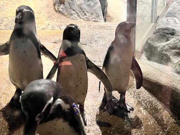 DMMかりゆし水族館に投稿された画像（2024/4/13）