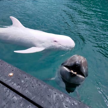 太地町立くじらの博物館に投稿された画像（2024/4/13）