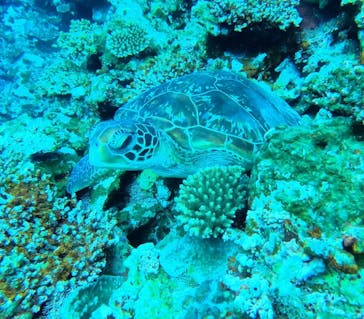 石垣島 ADVENTURE PiPi（イシガキジマアドベンチャーピピ）に投稿された画像（2024/4/13）