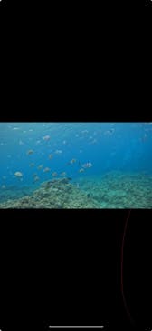 武藤潜水に投稿された画像（2024/4/13）