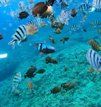 武藤潜水に投稿された画像（2024/4/13）