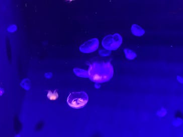 島根県立 しまね海洋館に投稿された画像（2024/4/13）