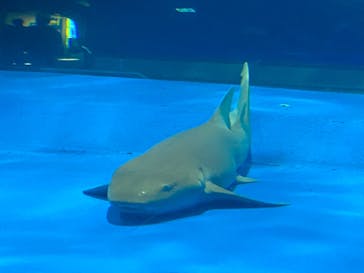 島根県立 しまね海洋館に投稿された画像（2024/4/13）