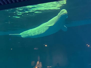 島根県立 しまね海洋館に投稿された画像（2024/4/13）