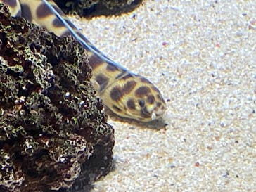 島根県立 しまね海洋館に投稿された画像（2024/4/13）