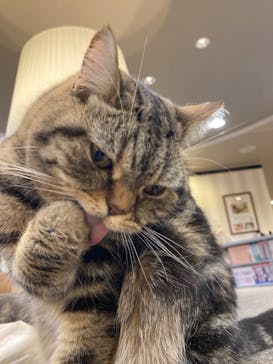 猫カフェモカ　立川店に投稿された画像（2024/4/13）