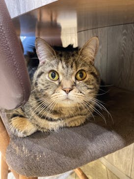 猫カフェモカ　立川店に投稿された画像（2024/4/13）