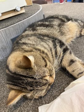 猫カフェモカ　立川店に投稿された画像（2024/4/13）