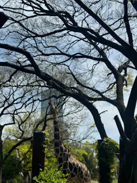 天王寺動物園に投稿された画像（2024/4/13）