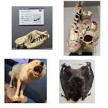 特別展「大哺乳類展３－わけてつなげて大行進」に投稿された画像（2024/4/13）