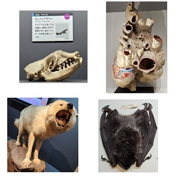 特別展「大哺乳類展３－わけてつなげて大行進」に投稿された画像（2024/4/13）