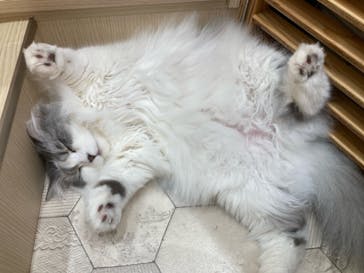 猫カフェモカ　イオンモール東久留米店に投稿された画像（2024/4/13）