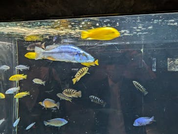 カワスイ 川崎⽔族館に投稿された画像（2024/4/13）