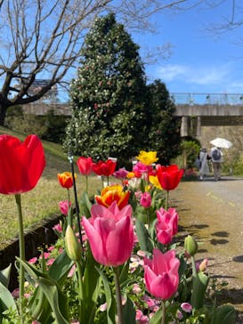 とっとり花回廊に投稿された画像（2024/4/13）