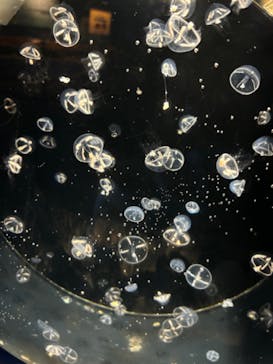 しながわ水族館に投稿された画像（2024/4/13）