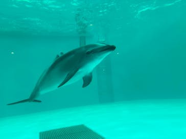 しながわ水族館に投稿された画像（2024/4/13）