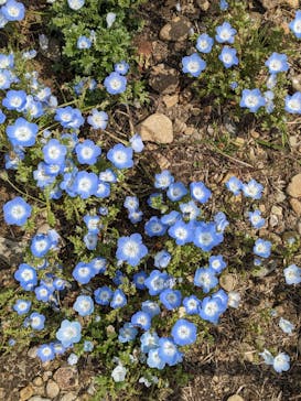 浜名湖花博2024に投稿された画像（2024/4/13）