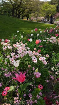 浜名湖花博2024に投稿された画像（2024/4/13）