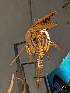 福井県立恐竜博物館に投稿された画像（2024/4/13）