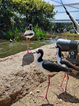 神戸どうぶつ王国に投稿された画像（2024/4/13）