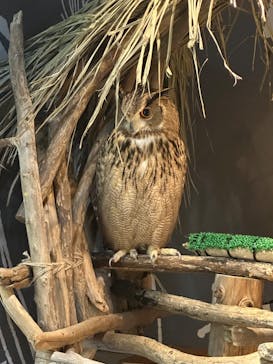 カワスイ 川崎⽔族館に投稿された画像（2024/4/13）