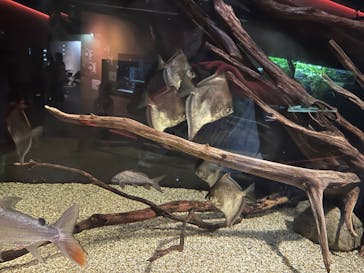 カワスイ 川崎⽔族館に投稿された画像（2024/4/13）