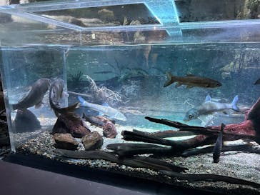 カワスイ 川崎⽔族館に投稿された画像（2024/4/13）