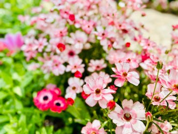 浜名湖花博2024に投稿された画像（2024/4/13）