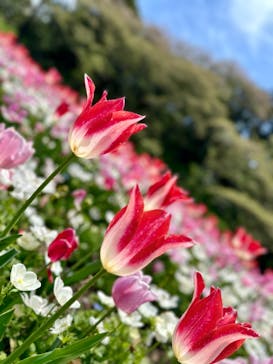 浜名湖花博2024に投稿された画像（2024/4/13）